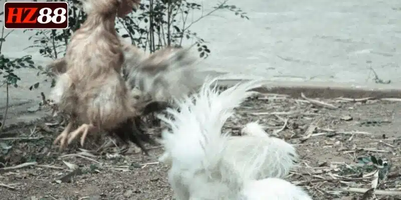 gioi-thieu-ve-da-ga-cua-dao