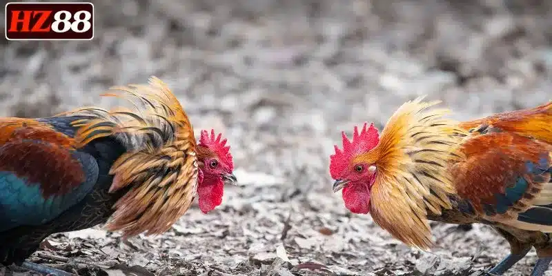 gioi-thieu-ve-da-ga-hz88